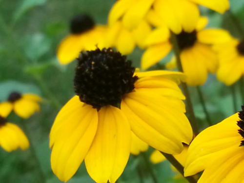 Coneflowers-083507