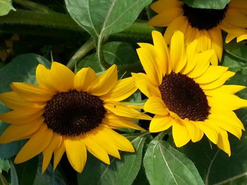 Sunflowers-151251