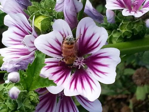 Bees-151516