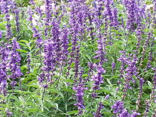 Salvia-151926