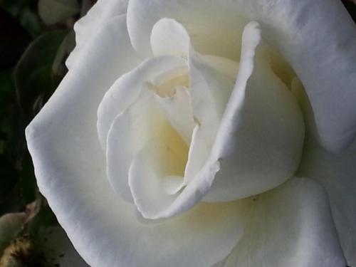 Roses-153330