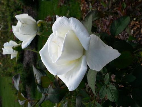 Roses-153339