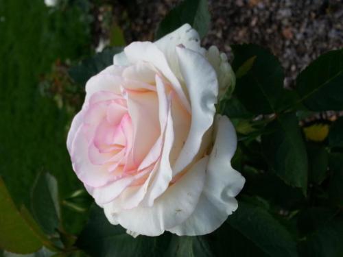 Roses-153425