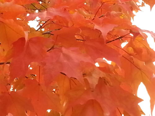 Fall-181951