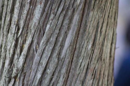 Tree-Bark-2353
