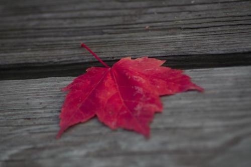 Leaf-2513