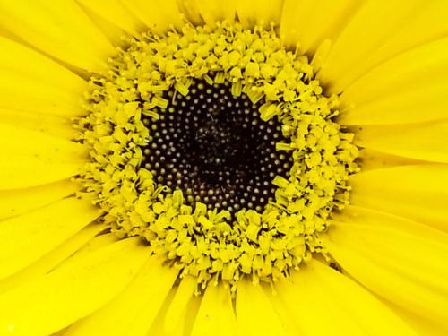 Sunflower-084027