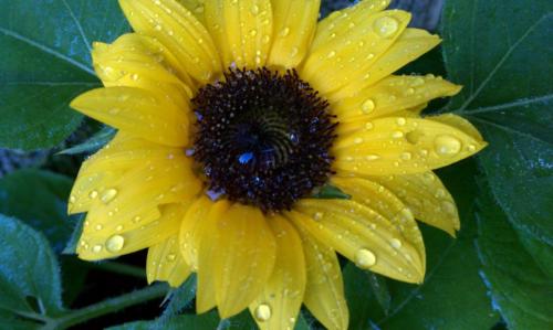 Sunflower-1103